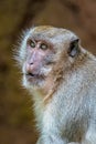 Monkey asking for food, Thailand Royalty Free Stock Photo