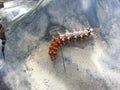 The wild life, in my garden, small catepillar