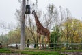 Wild life nature. The giraff walking and eats grass in zoo. African animal