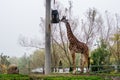 Wild life nature. The giraff walking and eats grass in zoo. African animal