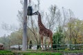 Wild life nature. The giraff walking and eats grass in zoo. African animal