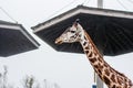 Wild life nature. The giraff walking in zoo. African animal Royalty Free Stock Photo