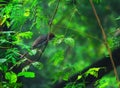 Indian cuckoo in jungle