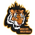 Wild life slogan with tiger head on black burning background, bengal tiger for team mascot