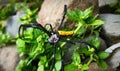 wild life Spider forest