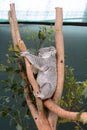 Koala, Phascolarctos cinereus. Wildlife Sydney Zoo. New South Wales. Australia Royalty Free Stock Photo