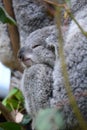 Baby Koala sleeping. Wildlife Sydney Zoo. New South Wales. Australia Royalty Free Stock Photo
