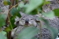 Baby Koala sleeping. Wildlife Sydney Zoo. New South Wales. Australia Royalty Free Stock Photo