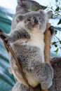 Baby Koala. Wildlife Sydney Zoo. New South Wales. Australia Royalty Free Stock Photo