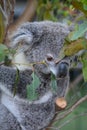 Baby Koala. Wildlife Sydney Zoo. New South Wales. Australia Royalty Free Stock Photo