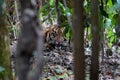 Wild life Tiger in indonesia jungle