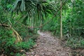 Wild life at tropical green habitat of Tayrona National Park in Colombia