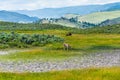 Wild life in Yellowstone Royalty Free Stock Photo