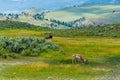 Wild life in Yellowstone Royalty Free Stock Photo