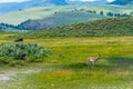 Wild life in Yellowstone Royalty Free Stock Photo