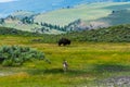 Wild life in Yellowstone Royalty Free Stock Photo