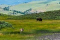 Wild life in Yellowstone Royalty Free Stock Photo