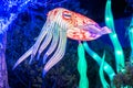 Wild lights at Dublin zoo. Light display of squid