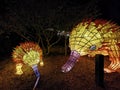 Wild Lights at Taronga zoo, Sydney Australia