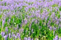 wild lilac flowers on the agricultural field