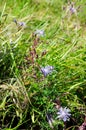 Wild lilac flowers grow in the green grass on the field in the tundra Royalty Free Stock Photo