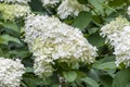 Wild lilac with white flowers in may