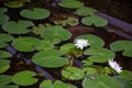 Wild Lillypads and lotus Royalty Free Stock Photo