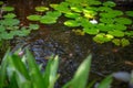 Wild Lillypads and lotus Royalty Free Stock Photo