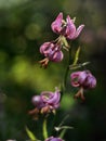 Wild lily flower