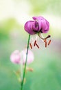 Wild lily flower