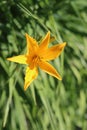 Yellow orange lily flower in bloom during summer bright sun Royalty Free Stock Photo