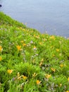 Wild lily flowers Royalty Free Stock Photo