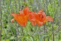 Wild lily (Lilium pensylvanicum) 5