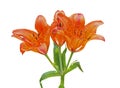 Wild lily (Lilium pensylvanicum) 12