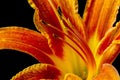 Wild lily stamens close-up. Royalty Free Stock Photo