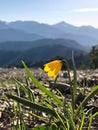 Wild lily Yellowbells or Yellow Fritillary in Colorado mountains in spring.