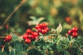 Wild lingon berries closeup, Norway nature. Royalty Free Stock Photo