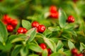 Wild lingon berries closeup, Norway nature. Royalty Free Stock Photo