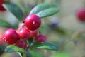 Wild lingonberries in a forest closeup Royalty Free Stock Photo