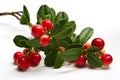 Wild lingonberry (cowberry) Royalty Free Stock Photo