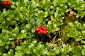 Wild Lingonberry / Cowberry plants