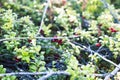 Wild lingonberry in nature wild forrest closeup Royalty Free Stock Photo