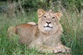 Wild Lion in African Grass Land Royalty Free Stock Photo