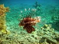 Wild lion fish Royalty Free Stock Photo