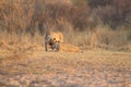 Lions in love Royalty Free Stock Photo