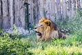 Wild lion taking rest in grass on summer heat Royalty Free Stock Photo