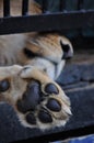 Wild lion in a zoo cage Royalty Free Stock Photo