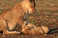 Wild lioness and cub playing Royalty Free Stock Photo