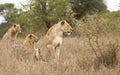Wild lions, Kruger national park, SOUTH AFRICA Royalty Free Stock Photo