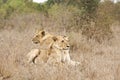 Wild lions, Kruger national park, SOUTH AFRICA Royalty Free Stock Photo